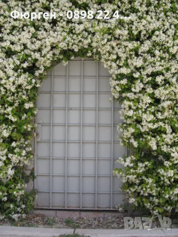 Жасмин вечно зелен Налични 4 вида, снимка 9 - Разсади - 49939528