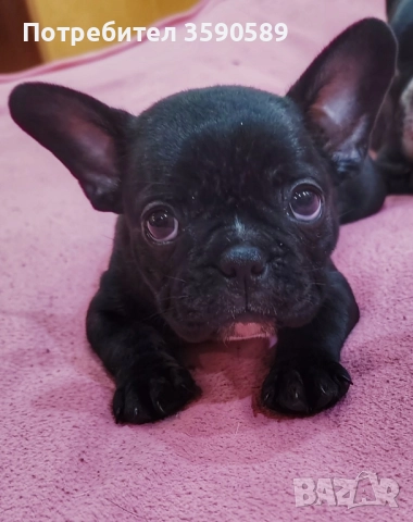 2 дами Френски булдог , снимка 1