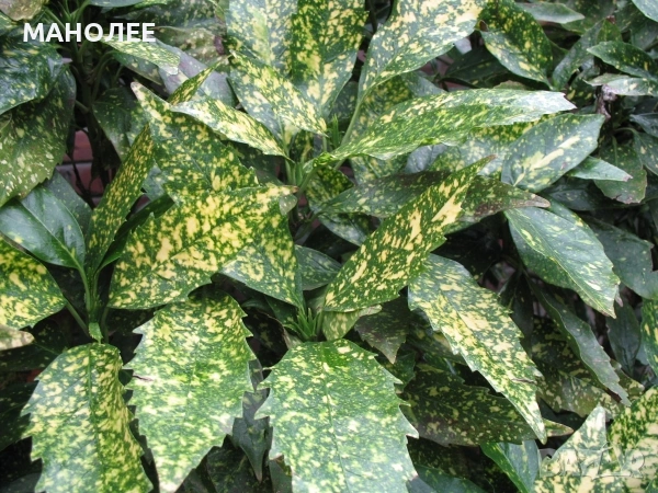 🪴🪴🪴Японска аукуба🪷🪷🪷🍀