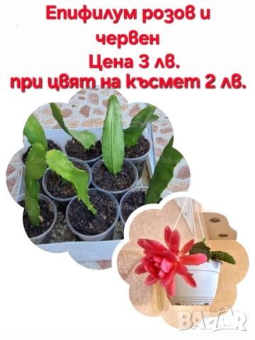 Красота в градината и на балкона, снимка 8 - Градински цветя и растения - 46135404