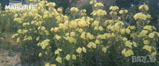 Вечерна иглика, снимка 2 - Градински цветя и растения - 52664759