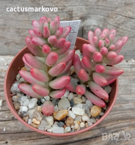 Sedum rubrotinctum Aurora или Pink Jelly Beans, снимка 1 - Стайни растения - 39861822