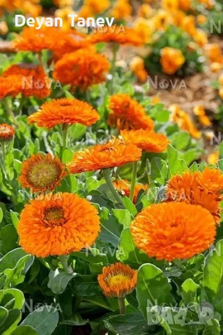 Разсад Невен, цена 1 лв броя., снимка 1