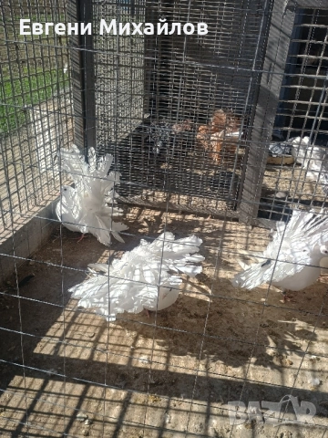 Фенерлии , снимка 2 - Гълъби - 52405258