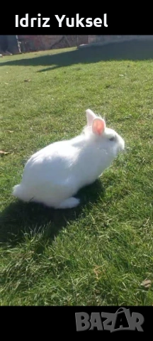 Декоративен заек