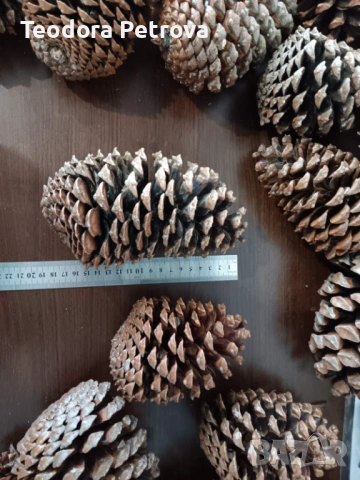 Шишарки от Черен, Бял и Морски бор, и смърч за декорация, снимка 7 - Други услуги - 53606309