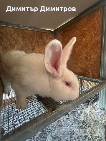 Зайци за месо и разплод, снимка 6 - Други - 50191126