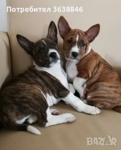 Басенджи, снимка 3 - Други - 49405247