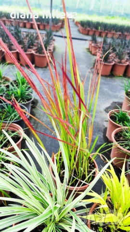 Промо пакет от 5 бр Декоративни треви, снимка 16 - Градински цветя и растения - 51779204