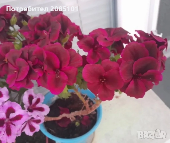 Цветя, снимка 3 - Стайни растения - 52168331