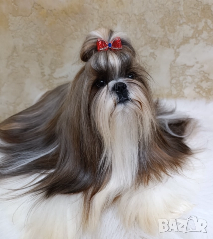 Кученца Ши Тцу /SHIH TZU FCI pedigree , снимка 5 - Ши Тцу - 52464119