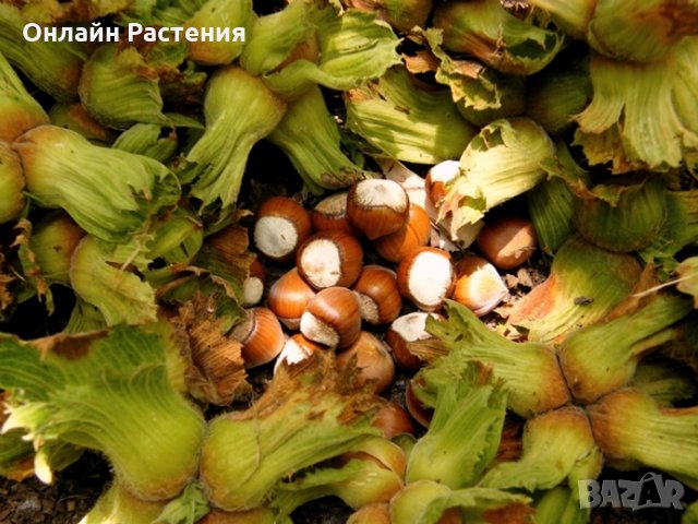 Лешник сорт - Римски и трабзонски, снимка 2 - Градински цветя и растения - 27370117