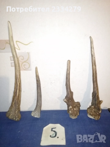 Рога, ловна сбирщина от 70-80те години, снимка 12 - Колекции - 52583206