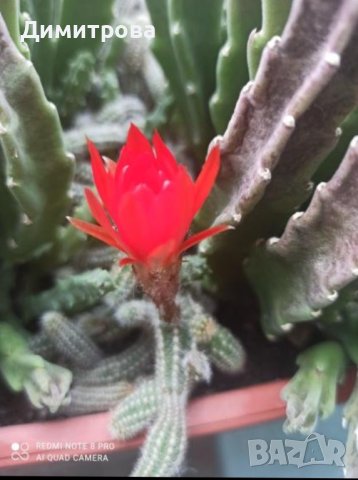 Сукуленти, снимка 1