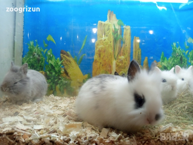 Декоративни зайчета бели на петна, снимка 4 - Декоративни зайчета - 52770932