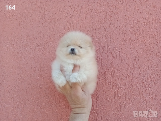 Женски Померан. Реални снимки от 23.02.26 г. 