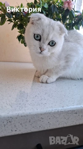 Котарак с порода клепоуха сребърна чинчила си търси женска , снимка 2 - Чинчили - 50580743