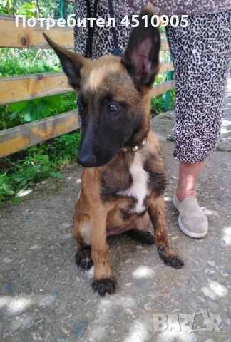 Едно момче и едно момиче, ваксинирани с паспорт. , снимка 1