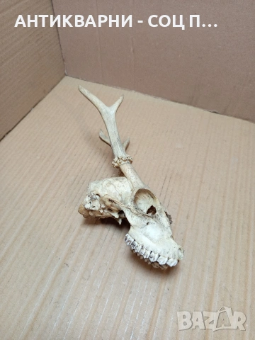 Стар Сувенир Череп С Рога. НОМЕР 724., снимка 4 - Антикварни и старинни предмети - 53528201