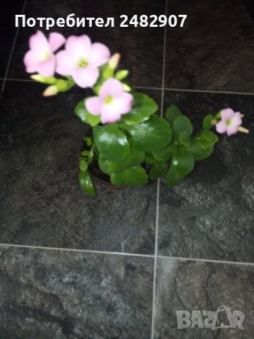 Каланхое - бледо розово, снимка 2 - Стайни растения - 43570683