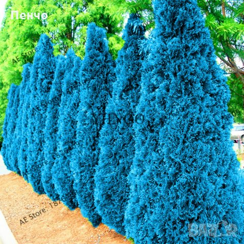 100 бр. семена кипарис синя елха бор сини иглолистни кипарисови дървета бонсай екзотични за градина , снимка 15 - Сортови семена и луковици - 28955046