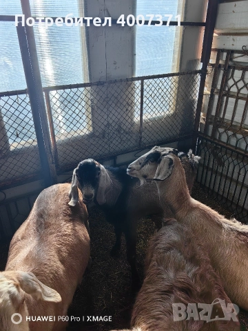 Англонубийски кози и пръч, снимка 12 - Кози - 52928138