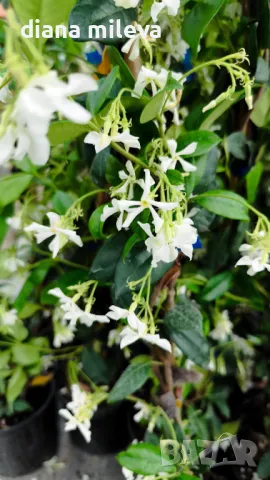 Жасмин, Trachelospermum Jasminoides, вечнозелен, студоустойчив, снимка 11 - Градински цветя и растения - 44919994