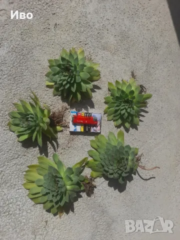 Планинска роза,Алпийска роза,Дебела Мара,Дебелец, Бабино ухо, Семпервивум , снимка 11 - Градински цветя и растения - 41711239