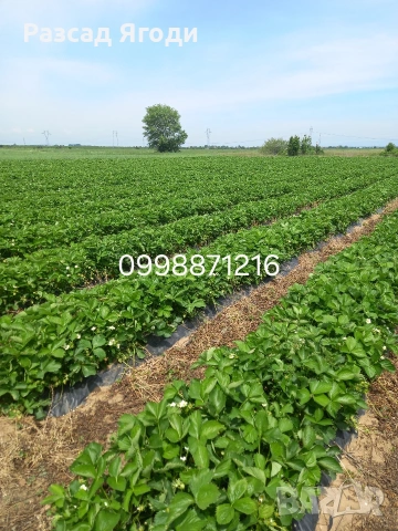Разсад целогодишни ягоди, снимка 4 - Разсади - 53586828