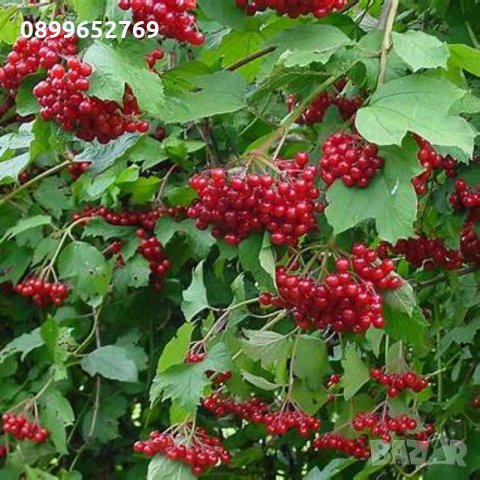 Червена калина