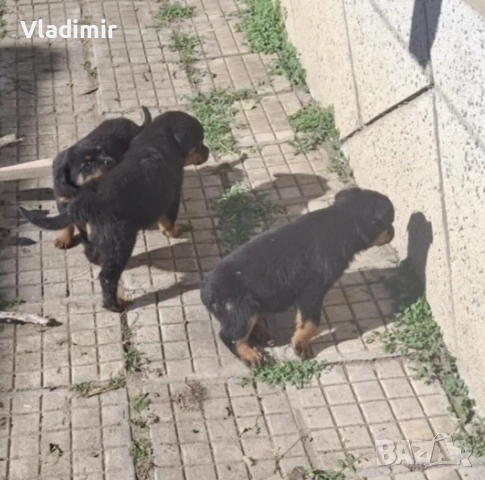 продавам Ротвайлери, снимка 2 - Ротвайлер - 52394918
