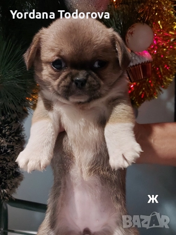 Продавам кучета Пекинез! 🐶