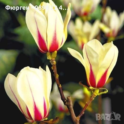 Магнолия Sunrise - жълто с розово