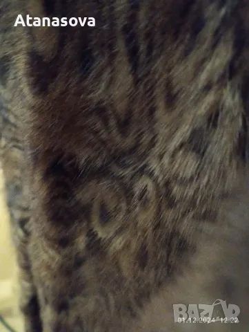 Продавам кожено макси палто с естествен къс косъм, снимка 8 - Палта, манта - 48163542
