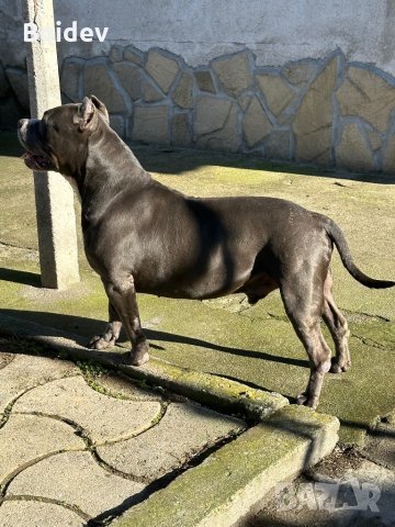 Американско були ХL ABKC си търси приятелка, снимка 11 - Други - 38081612