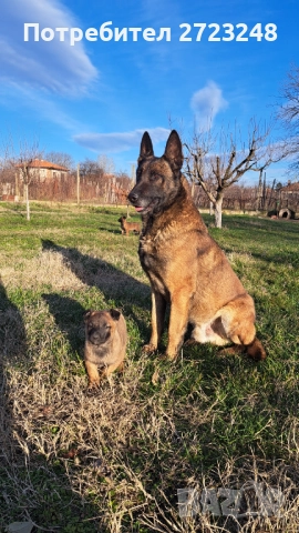 Кученца белгийска овчарка , снимка 6 - Белгийска овчарка - 52937741