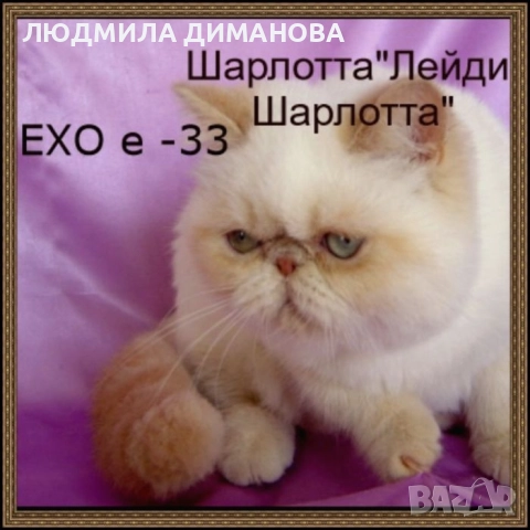 Екзотично момиче със сини очи. , снимка 9 - Персийска - 52833657