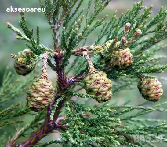 15 нови семена гигантска секвоя мамутово дърво sequoiadendron giganteum за декорация на двора  , снимка 18 - Сортови семена и луковици - 49828592