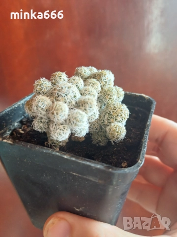 Интересен кактус.