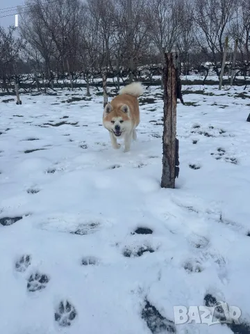 Акита ину, снимка 7 - Търси партньор - 48695403