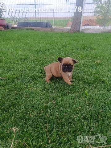 френски булдог , снимка 7 - Френски булдог - 52970248