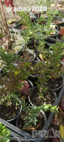 Лоницера “Нитида” / Lonicera “Nitida”6, снимка 4 - Разсади - 48300450