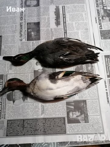 Птици за препариране , снимка 9 - други­ - 33834131