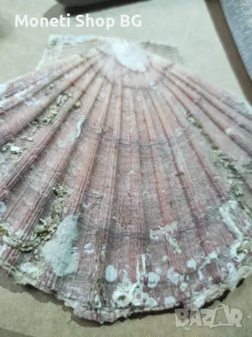 Океански дарове, снимка 5 - Други ценни предмети - 48922488