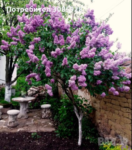 🍀🍀🍀 Едроцветен люляк сорт " CHARLES JOLY", снимка 3 - Градински цветя и растения - 38423474