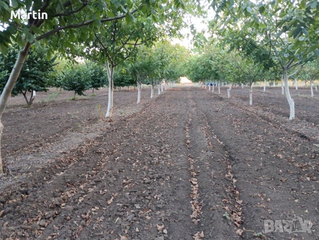 Орехова и лешникова градина, снимка 1 - Земеделска земя - 43382705