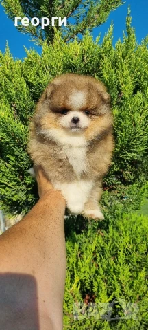 померан мини померан, снимка 12 - Померан - 50964936