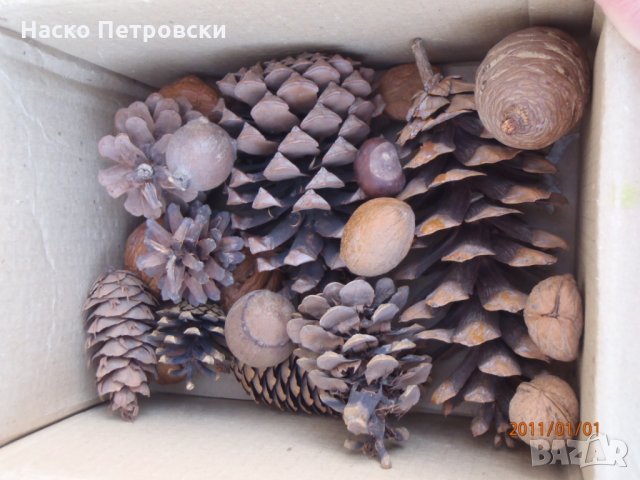 Декоративни шишарки, орехи, жълъди, кестени и САХАРСКИ пясък., снимка 5 - Декорация за дома - 28265208