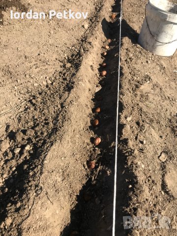 Орехови фиданки, снимка 13 - Други - 38424864