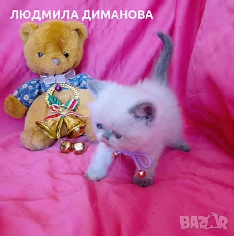 Екзотично момиче със сини очи , снимка 5 - Персийска - 52824159